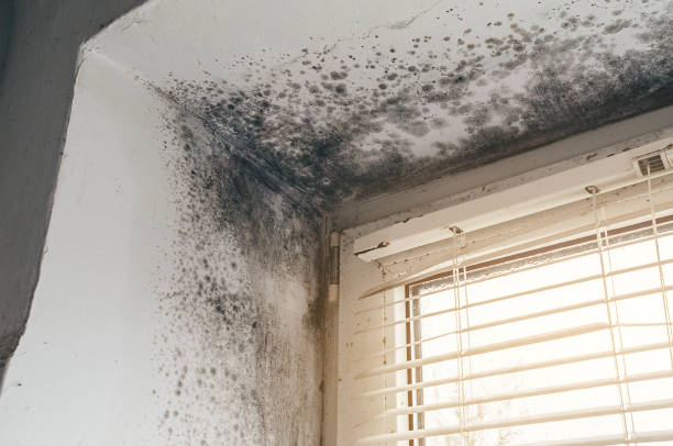 Affordable Commercial Mold Remediation solutions in Interlochen, MI